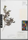 Foto von Salix purpurea L.